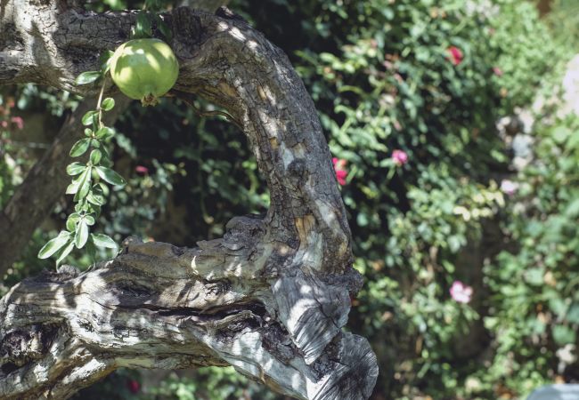 Villa a Cervià de ter - Flateli. Casa Oliver Villa a Cervià de ter - Flateli. Casa Oliver